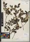 Foto von Salix myrsinifolia Salisb.